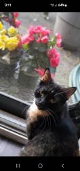 Lost Female Cat last seen Athens, Kariotis, Bremerton, WA 98311