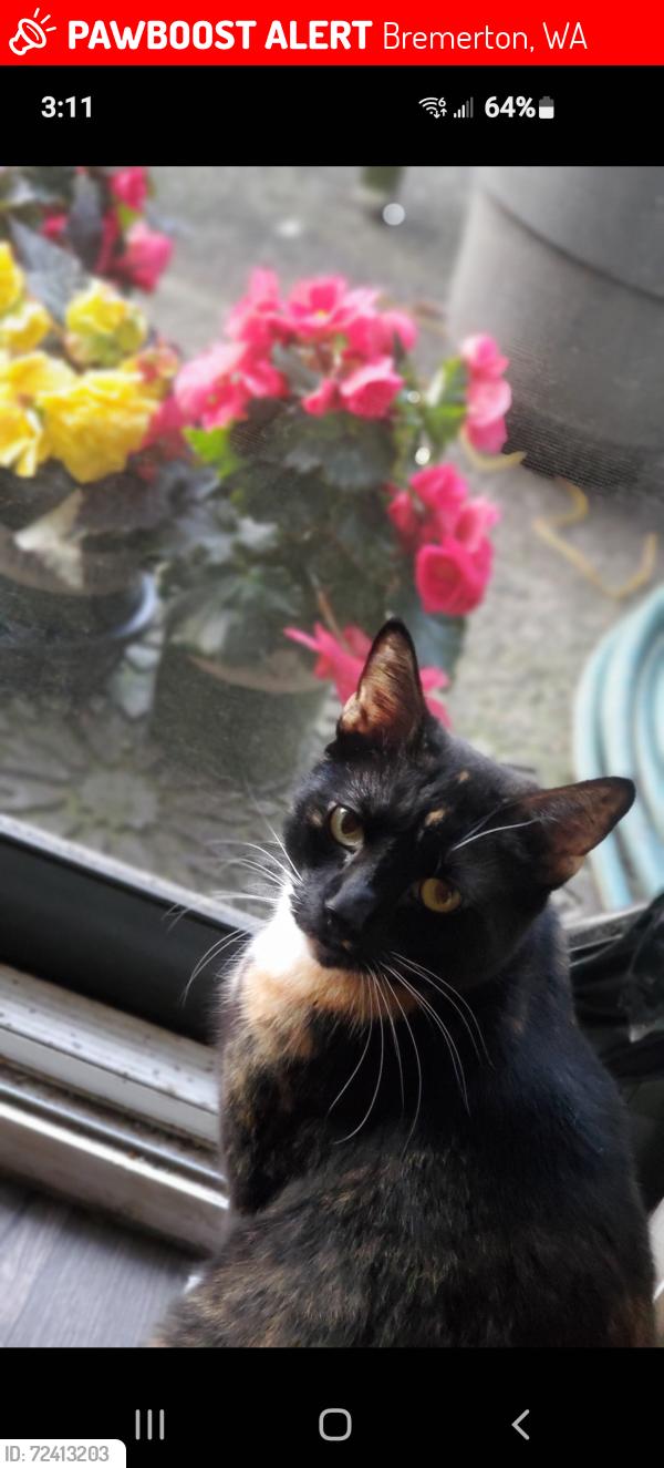 Lost Female Cat last seen Athens, Kariotis, Bremerton, WA 98311