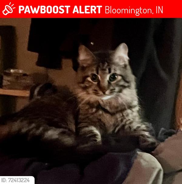 Lost Female Cat last seen Sr 45 near Danny Smith Edition near Unionville , Bloomington, IN 47401