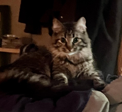Lost Female Cat last seen Sr 45 near Danny Smith Edition near Unionville , Bloomington, IN 47401