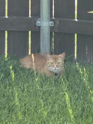Lost Male Cat last seen Wooster street & Horatio street, Nolanville, TX 76559