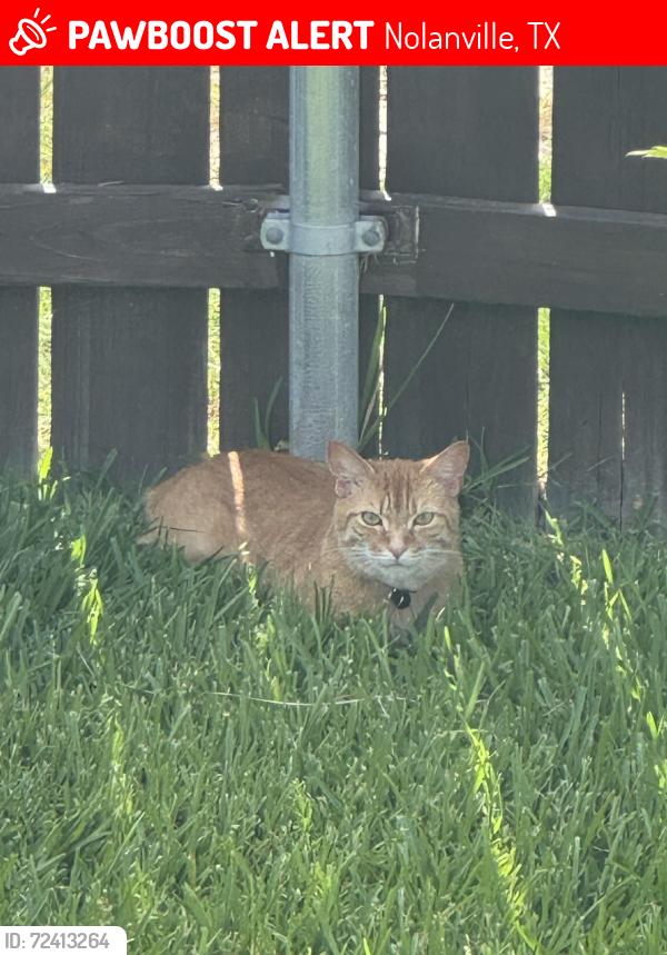 Lost Male Cat last seen Wooster street & Horatio street, Nolanville, TX 76559