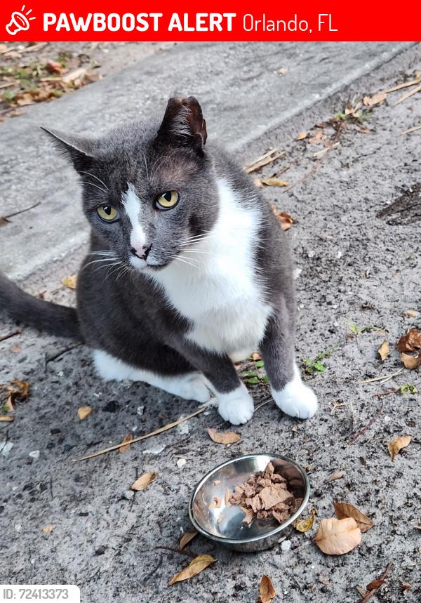 Lost Male Cat last seen Near e Livingston street, Orlando, FL 32803