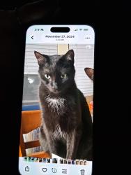Lost Male Cat last seen Douglas and Meridian, Wichita, KS 67213