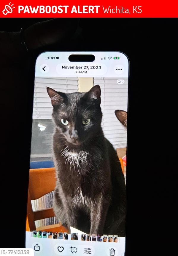 Lost Male Cat last seen Douglas and Meridian, Wichita, KS 67213