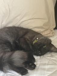 Lost Male Cat last seen Near Tuckahoe Creek, Ridge Rd, TN 37764