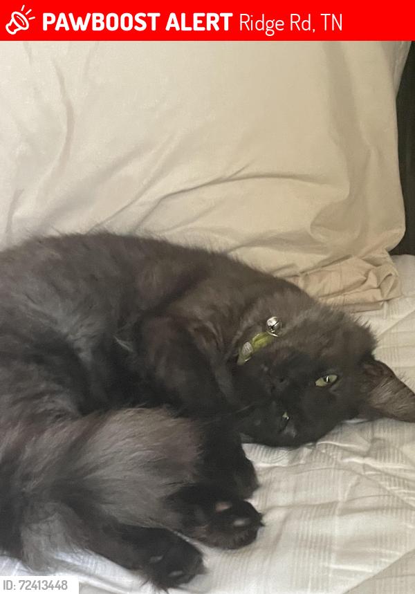 Lost Male Cat last seen Near Tuckahoe Creek, Ridge Rd, TN 37764