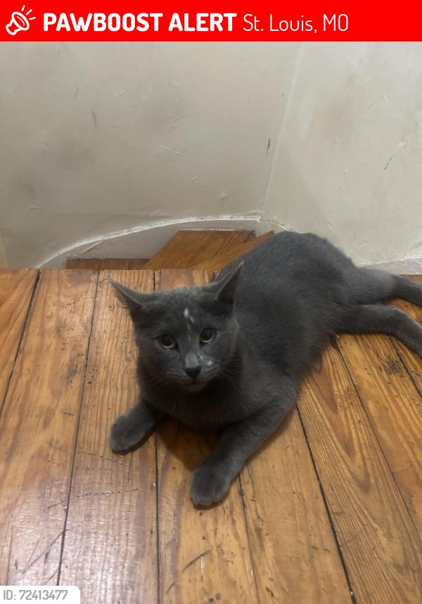 Lost Female Cat last seen Michigan , bagel , St. Louis, MO 63111
