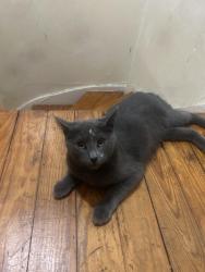 Lost Female Cat last seen Michigan , bagel , St. Louis, MO 63111