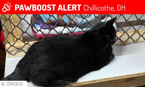 Lost Male Cat last seen Anderson Station Road and Clinton Rd, Chillicothe, OH 45601