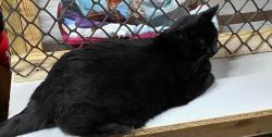 Lost Male Cat last seen Anderson Station Road and Clinton Rd, Chillicothe, OH 45601