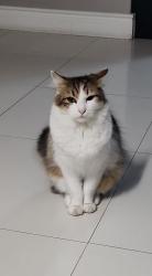 Lost Male Cat last seen Bottom of West & South Avenue next to railway line, Cape Town, WC 7130