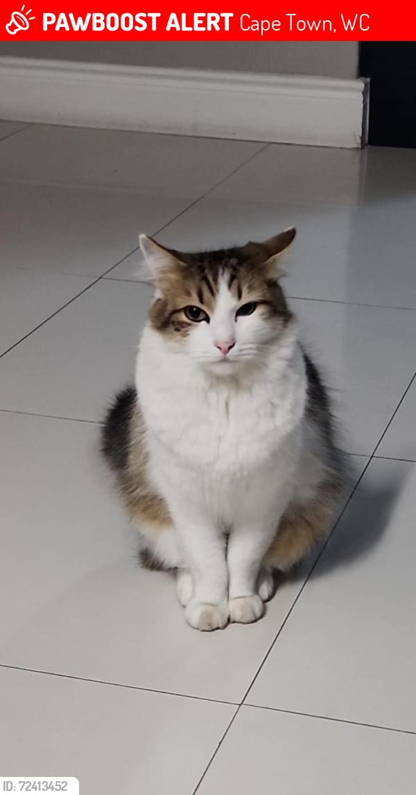 Lost Male Cat last seen Bottom of West & South Avenue next to railway line, Cape Town, WC 7130