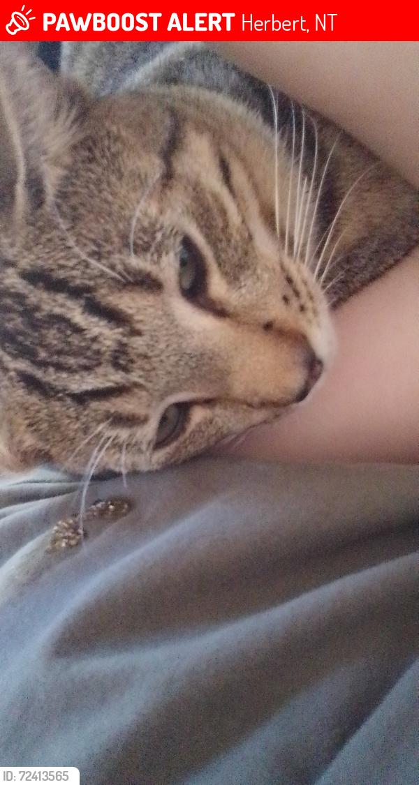 Lost Male Cat last seen My hse, Herbert, NT 0836