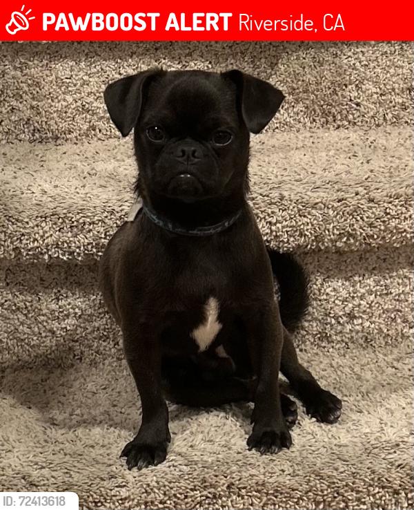 Lost Male Dog last seen Twogood lane, Riverside, CA 92501