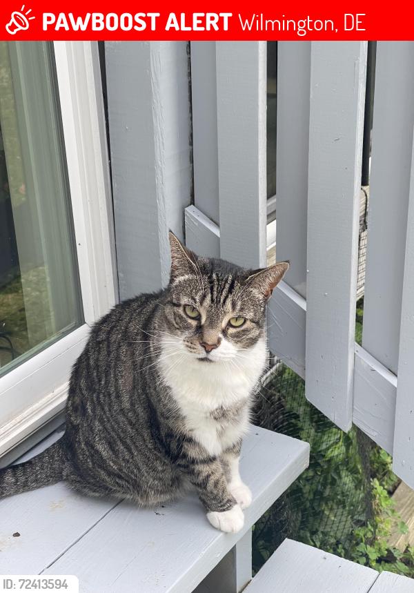 Lost Female Cat last seen Chestnut Run Ln and Lancaster Ave , Wilmington, DE 19805