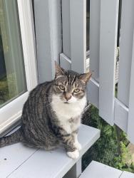Lost Female Cat last seen Chestnut Run Ln and Lancaster Ave , Wilmington, DE 19805