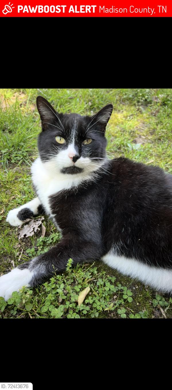 Lost Male Cat last seen Pugh Borne baseball fields in Oakfield , Oakfield, TN 38362
