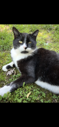 Lost Male Cat last seen Pugh Borne baseball fields in Oakfield , Oakfield, TN 38362