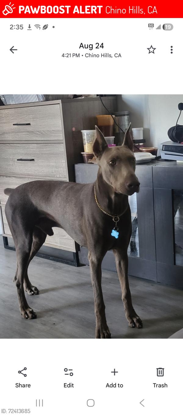 Lost Male Dog last seen Near los serranos blvd, Chino Hills, CA 91709