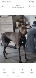 Lost Male Dog last seen Near los serranos blvd, Chino Hills, CA 91709