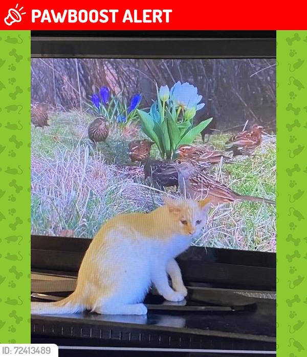 Lost Female Cat last seen WARWICK, Desert Hot Springs, CA 92240
