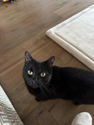 Lost Female Cat last seen Foodland Hackham , Hackham, SA 5163