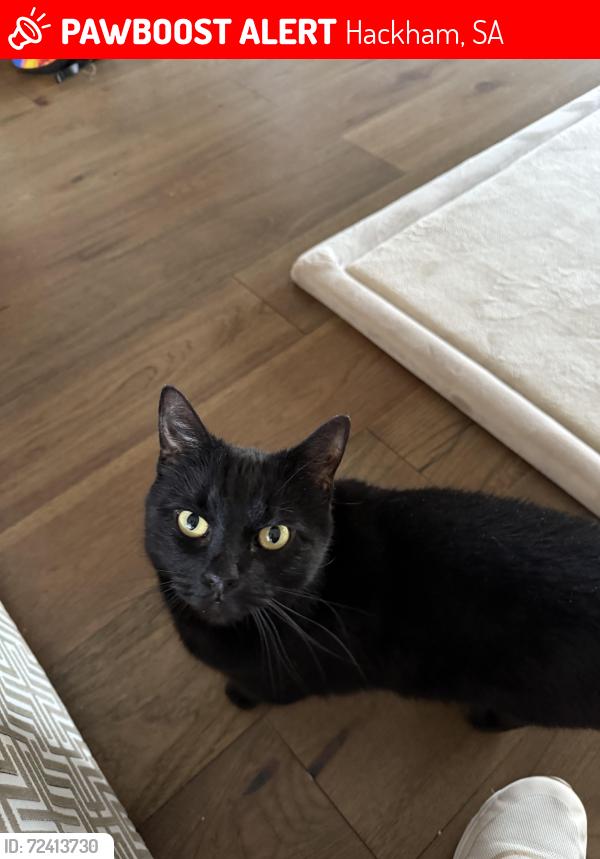 Lost Female Cat last seen Foodland Hackham , Hackham, SA 5163