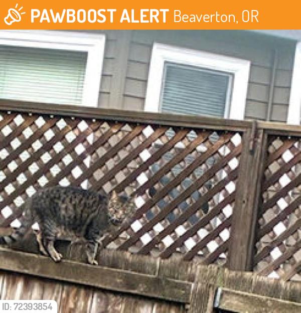 Found/Stray Female Cat last seen Walker Road, Beaverton, OR 97006
