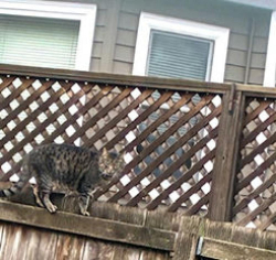 Found/Stray Female Cat last seen Walker Road, Beaverton, OR 97006
