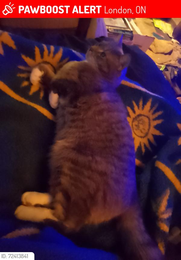 Lost Female Cat last seen giles street, London, ON 