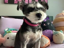 Lost Female Dog last seen Near West and 500 North , McCordsville, IN 46055