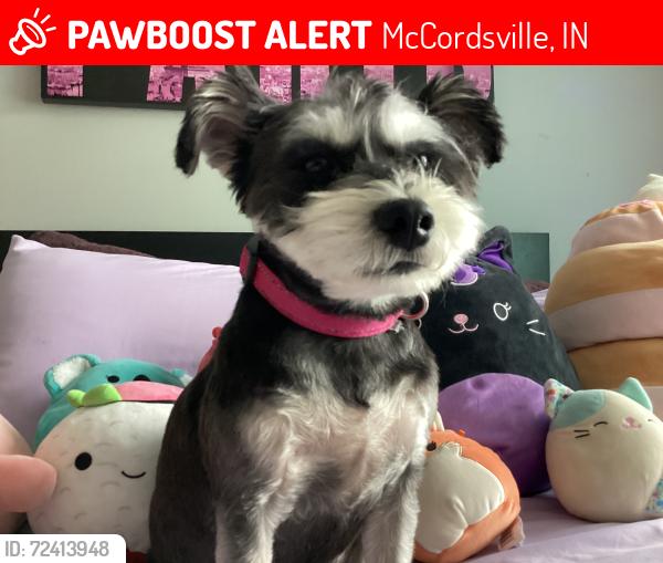Lost Female Dog last seen Near West and 500 North , McCordsville, IN 46055