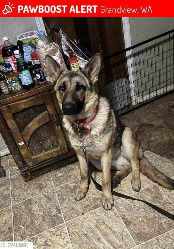 Lost Male Dog last seen Robinson Rd, S County line, OIE Hwy E, Grandview, WA 98930