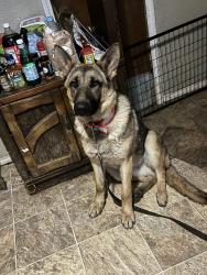 Lost Male Dog last seen Robinson Rd, S County line, OIE Hwy E, Grandview, WA 98930