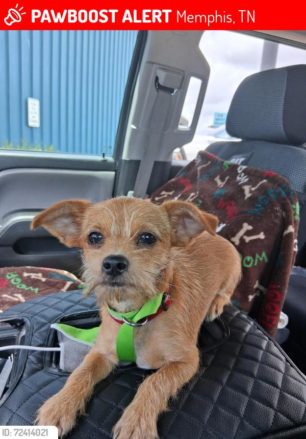 Lost Male Dog last seen Raines Police Station, Memphis, TN 38111