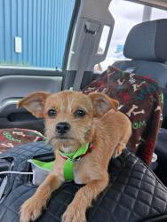 Lost Male Dog last seen Raines Police Station, Memphis, TN 38111