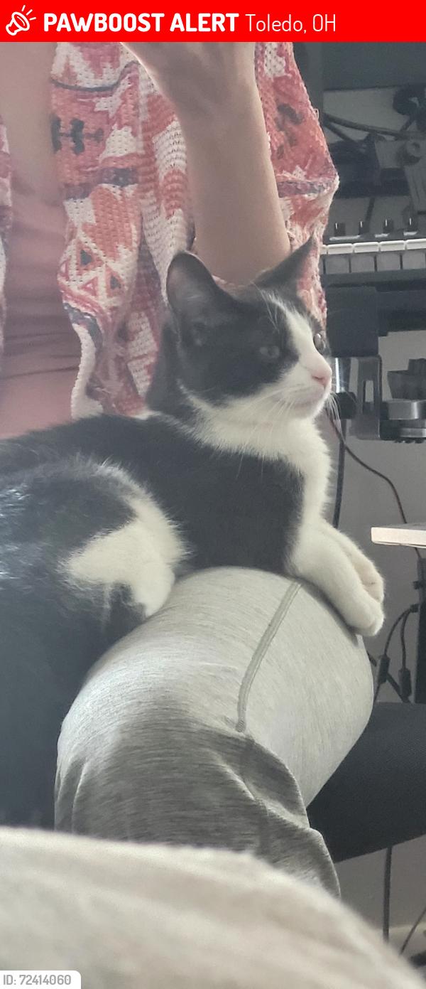 Lost Female Cat last seen Shoreland near Raintree and Summit, Toledo, OH 43611