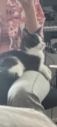 Lost Female Cat last seen Shoreland near Raintree and Summit, Toledo, OH 43611