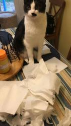 Lost Male Cat last seen Lea Oak Ct and S Wavy Oak Circle, The Woodlands, TX 77381