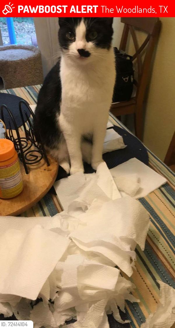 Lost Male Cat last seen Lea Oak Ct and S Wavy Oak Circle, The Woodlands, TX 77381