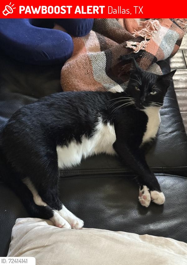 Lost Female Cat last seen Hillcrest and Campbell , Dallas, TX 75248