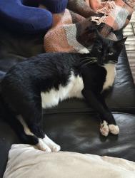 Lost Female Cat last seen Hillcrest and Campbell , Dallas, TX 75248