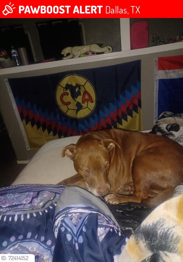 Lost Female Dog last seen Woodin also Illinois and Marsalis, Dallas, TX 75216