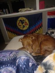 Lost Female Dog last seen Woodin also Illinois and Marsalis, Dallas, TX 75216