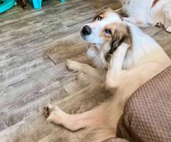 Lost Male Dog last seen Thomas Run Rd/Ruffs mill, Harford County, MD 21015