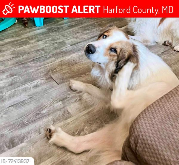 Lost Male Dog last seen Thomas Run Rd/Ruffs mill, Harford County, MD 21015