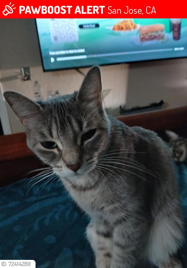 Found/Stray Female Cat last seen McKean rd almaden expressway, San Jose, CA 95120