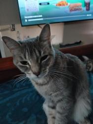 Found/Stray Female Cat last seen McKean rd almaden expressway, San Jose, CA 95120