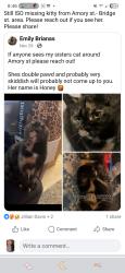 Lost Female Cat last seen Bridge St, Nashua, NH 03060